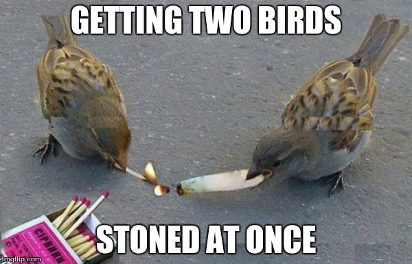 two birds stoned at once | GETTING TWO BIRDS STONED AT ONCE | image tagged in trailer park boys | made w/ Imgflip meme maker