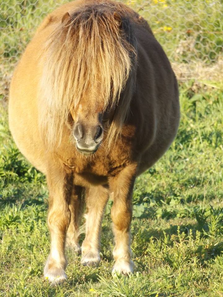 Pony Blank Meme Template