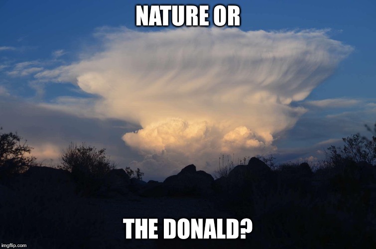 NATURE OR THE DONALD? | image tagged in who wears it better | made w/ Imgflip meme maker