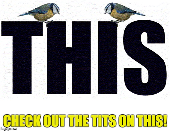 check out the tits on this | CHECK OUT THE TITS ON THIS! | image tagged in tits | made w/ Imgflip meme maker