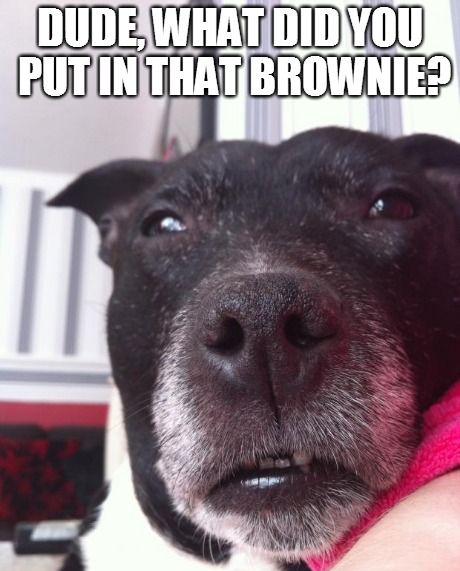 Stoned Dog | My dog Chica Stoned  | image tagged in funny,animals,dogs,stoner dog