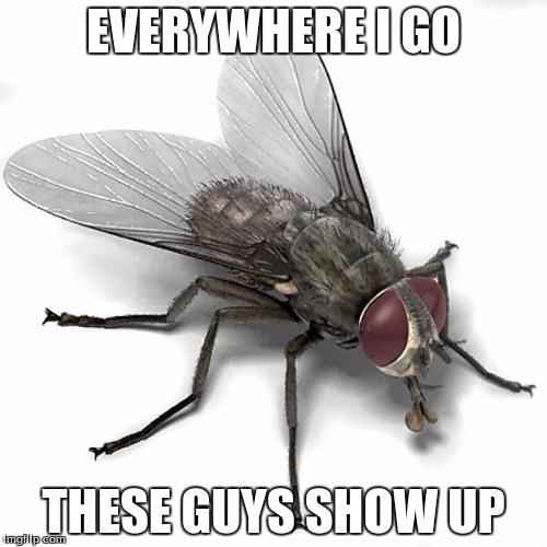 I hate Fly season... | EVERYWHERE I GO THESE GUYS SHOW UP | image tagged in scumbag house fly | made w/ Imgflip meme maker