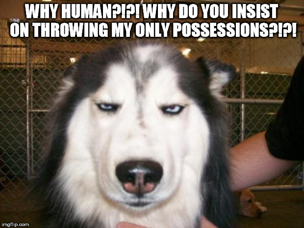 Annoyed Dog | WHY HUMAN?!?! WHY DO YOU INSIST ON THROWING MY ONLY POSSESSIONS?!?! | image tagged in annoyed dog | made w/ Imgflip meme maker