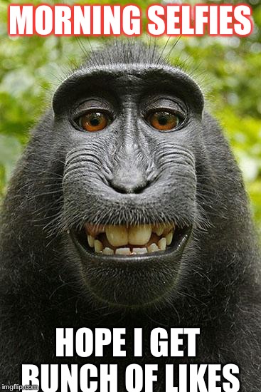 monkey selfie | MORNING SELFIES HOPE I GET BUNCH OF LIKES | image tagged in monkey selfie | made w/ Imgflip meme maker