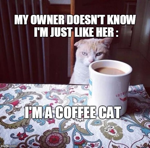 Cat Doesn't Like this Coffee | MY OWNER DOESN'T KNOW I'M JUST LIKE HER : I'M A COFFEE CAT | image tagged in cat doesn't like this coffee | made w/ Imgflip meme maker