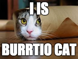 I IS BURRTIO CAT | image tagged in h | made w/ Imgflip meme maker