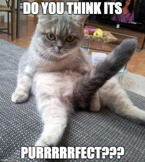 Sexy Cat Meme | DO YOU THINK ITS PURRRRRFECT??? | image tagged in memes,sexy cat | made w/ Imgflip meme maker
