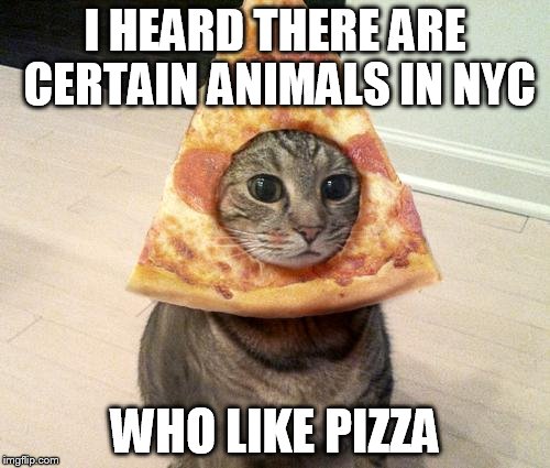 pizza cat | I HEARD THERE ARE CERTAIN ANIMALS IN NYC WHO LIKE PIZZA | image tagged in pizza cat | made w/ Imgflip meme maker