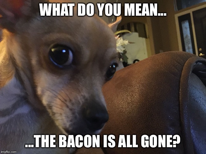 WHAT DO YOU MEAN... ...THE BACON IS ALL GONE? | image tagged in roscoe | made w/ Imgflip meme maker