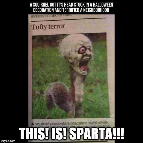 holloween squirrel | THIS! IS! SPARTA!!! | image tagged in mask,squirrel,sparta | made w/ Imgflip meme maker