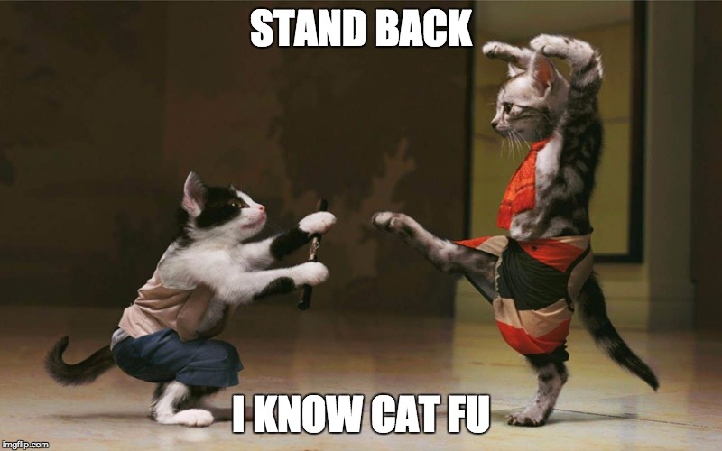 stand back | STAND BACK I KNOW CAT FU | image tagged in funny memes | made w/ Imgflip meme maker