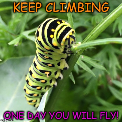 Caterpillar | KEEP CLIMBING ONE DAY YOU WILL FLY! | image tagged in hope,let it grow | made w/ Imgflip meme maker