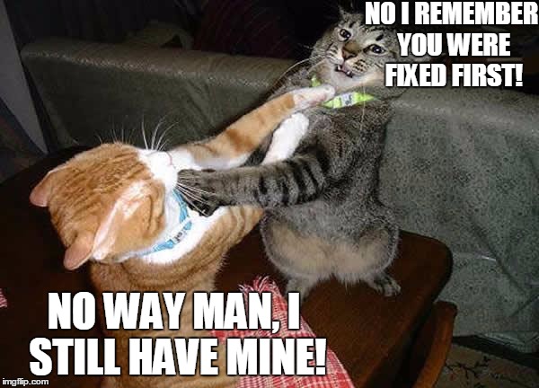 Two cats fighting for real | NO I REMEMBER YOU WERE FIXED FIRST! NO WAY MAN, I STILL HAVE MINE! | image tagged in two cats fighting for real | made w/ Imgflip meme maker
