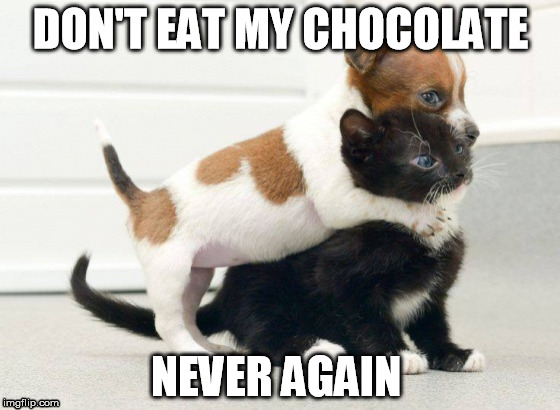 never eat my chocolate | DON'T EAT MY CHOCOLATE NEVER AGAIN | image tagged in chocolate,eating,thief,memes,cats,dogs | made w/ Imgflip meme maker