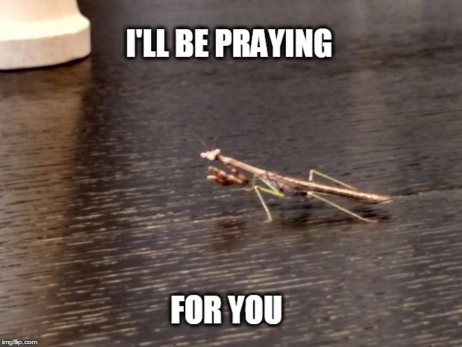 I'LL BE PRAYING FOR YOU | image tagged in prayingmantis | made w/ Imgflip meme maker