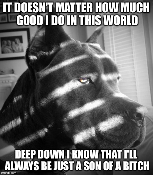 SOB | IT DOESN'T MATTER HOW MUCH GOOD I DO IN THIS WORLD DEEP DOWN I KNOW THAT I'LL ALWAYS BE JUST A SON OF A B**CH | image tagged in noir dog,funny,memes | made w/ Imgflip meme maker