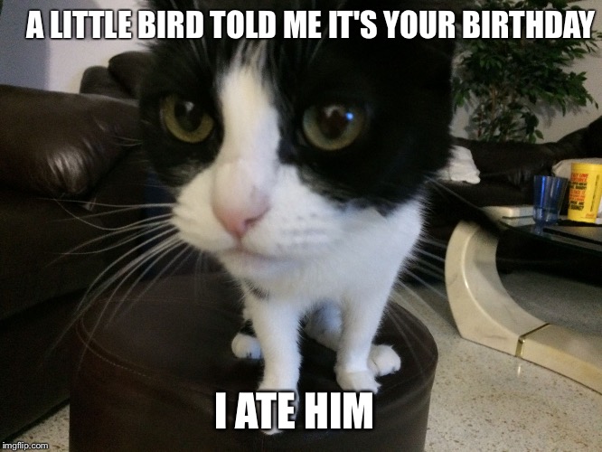 A LITTLE BIRD TOLD ME IT'S YOUR BIRTHDAY I ATE HIM | image tagged in curious cat | made w/ Imgflip meme maker