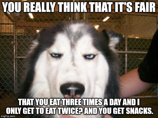 Annoyed Dog | YOU REALLY THINK THAT IT'S FAIR THAT YOU EAT THREE TIMES A DAY AND I ONLY GET TO EAT TWICE? AND YOU GET SNACKS. | image tagged in annoyed dog | made w/ Imgflip meme maker