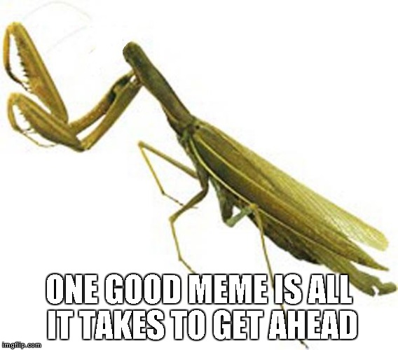 Headless Praying Mantis | ONE GOOD MEME IS ALL IT TAKES TO GET AHEAD | image tagged in headless praying mantis | made w/ Imgflip meme maker