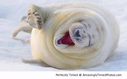 Laughing seal Blank Meme Template