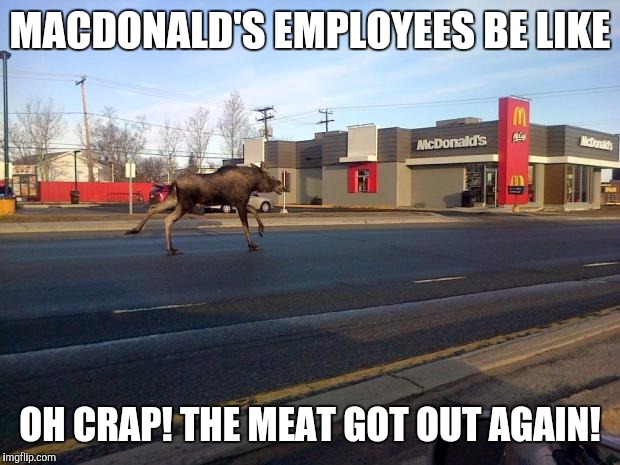 moose in quebec | MACDONALD'S EMPLOYEES BE LIKE OH CRAP! THE MEAT GOT OUT AGAIN! | image tagged in moose in quebec | made w/ Imgflip meme maker