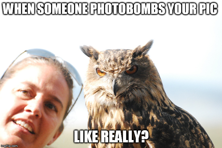 WHEN SOMEONE PHOTOBOMBS YOUR PIC LIKE REALLY? | image tagged in owls | made w/ Imgflip meme maker