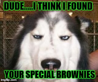 DUDE.....I THINK I FOUND YOUR SPECIAL BROWNIES | image tagged in husky 3 | made w/ Imgflip meme maker