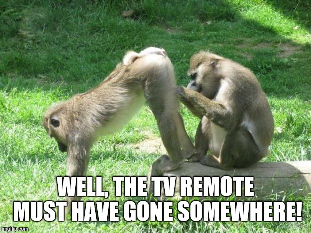 monkeyass | WELL, THE TV REMOTE MUST HAVE GONE SOMEWHERE! | image tagged in monkeyass | made w/ Imgflip meme maker
