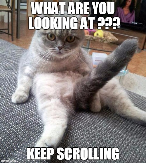 Sexy Cat Meme | WHAT ARE YOU LOOKING AT ??? KEEP SCROLLING | image tagged in memes,sexy cat | made w/ Imgflip meme maker
