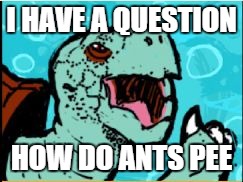 I HAVE A QUESTION HOW DO ANTS PEE | image tagged in i have a question,squirtle,old man turtle | made w/ Imgflip meme maker