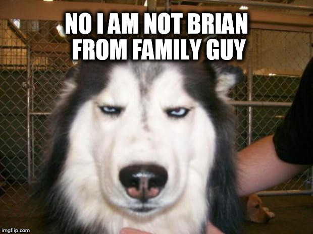 Annoyed Dog | NO I AM NOT BRIAN FROM FAMILY GUY | image tagged in annoyed dog | made w/ Imgflip meme maker
