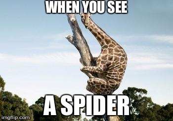 WHEN YOU SEE A SPIDER | image tagged in scared giraffe | made w/ Imgflip meme maker