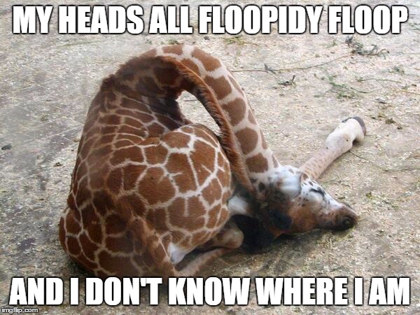 MY HEADS ALL FLOOPIDY FLOOP AND I DON'T KNOW WHERE I AM | image tagged in giraffe | made w/ Imgflip meme maker