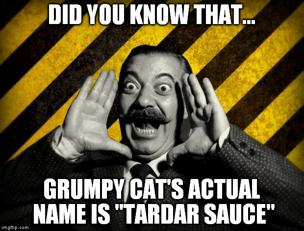 and did you know that.. | DID YOU KNOW THAT... GRUMPY CAT'S ACTUAL NAME IS "TARDAR SAUCE" | image tagged in and did you know that | made w/ Imgflip meme maker