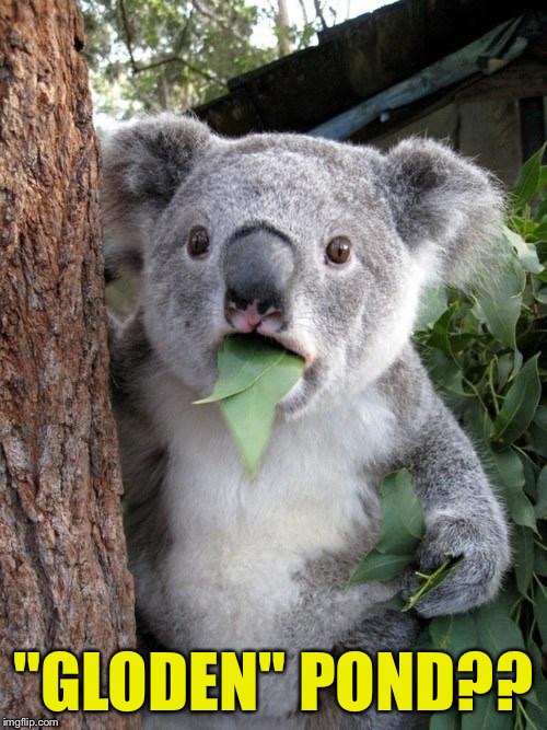 Koala surprised | "GLODEN" POND?? | image tagged in koala surprised | made w/ Imgflip meme maker