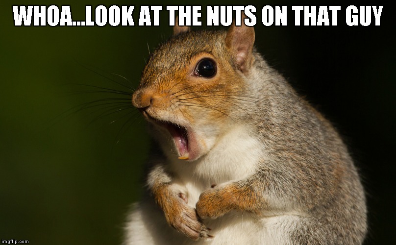 WHOA...LOOK AT THE NUTS ON THAT GUY | image tagged in wow squirrel | made w/ Imgflip meme maker