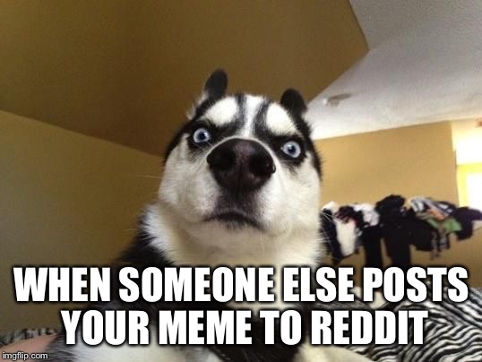 surprised dog | WHEN SOMEONE ELSE POSTS YOUR MEME TO REDDIT | image tagged in surprised dog | made w/ Imgflip meme maker