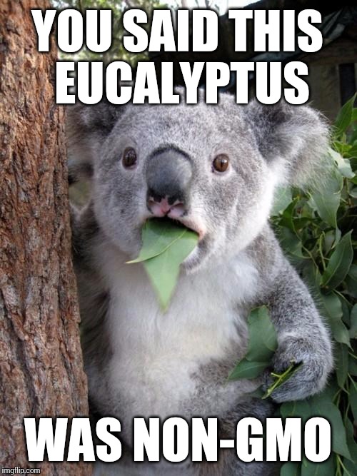 We haven't heard much from Monsanto lately. | YOU SAID THIS EUCALYPTUS WAS NON-GMO | image tagged in memes,surprised koala,gmo,monsanto,healthy | made w/ Imgflip meme maker