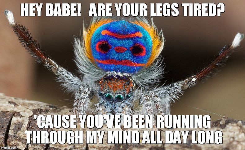 peacock spider | HEY BABE!   ARE YOUR LEGS TIRED? 'CAUSE YOU'VE BEEN RUNNING THROUGH MY MIND ALL DAY LONG | image tagged in spiders | made w/ Imgflip meme maker