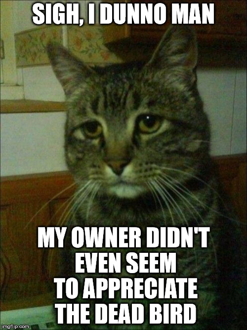 Depressed Cat Meme | SIGH, I DUNNO MAN MY OWNER DIDN'T EVEN SEEM TO APPRECIATE THE DEAD BIRD | image tagged in memes,depressed cat | made w/ Imgflip meme maker