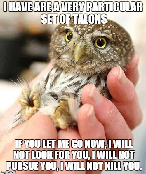 I HAVE ARE A VERY PARTICULAR SET OF TALONS IF YOU LET ME GO NOW, I WILL NOT LOOK FOR YOU, I WILL NOT PURSUE YOU, I WILL NOT KILL YOU. | image tagged in owl,talon,murder,liam neeson taken | made w/ Imgflip meme maker