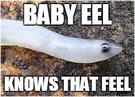 BABY EEL KNOWS THAT FEEL | made w/ Imgflip meme maker