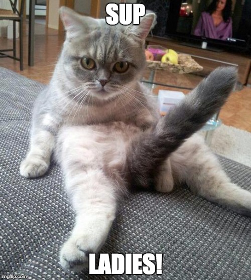 Sexy Cat | SUP LADIES! | image tagged in memes,sexy cat | made w/ Imgflip meme maker