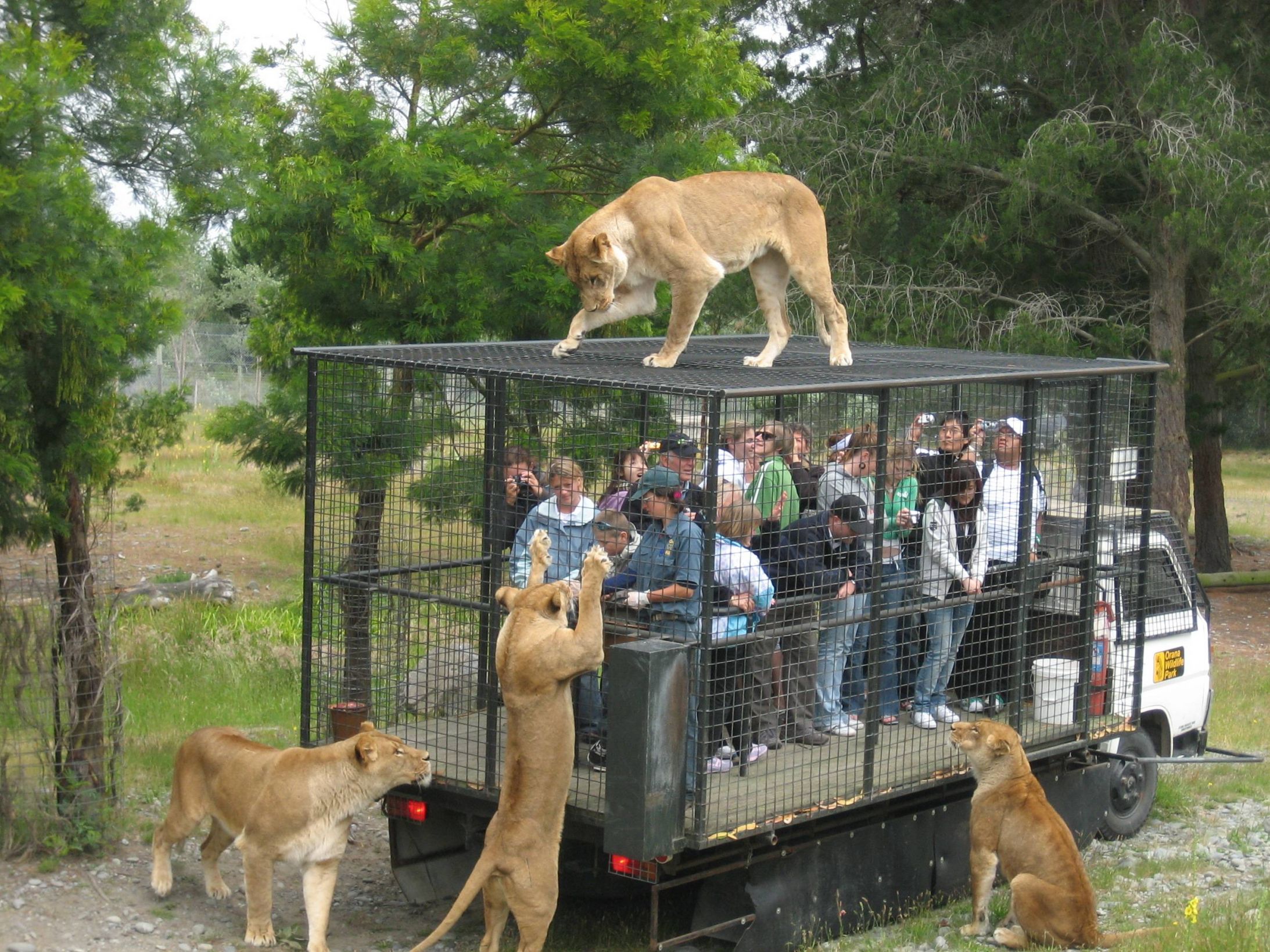 Lion cage people Blank Meme Template