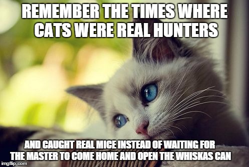 Humans have changed things... | REMEMBER THE TIMES WHERE CATS WERE REAL HUNTERS AND CAUGHT REAL MICE INSTEAD OF WAITING FOR THE MASTER TO COME HOME AND OPEN THE WHISKAS CAN | image tagged in memes,first world problems cat | made w/ Imgflip meme maker