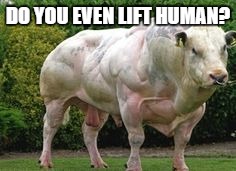 DO YOU EVEN LIFT HUMAN? | image tagged in do you even lift,strong,cow | made w/ Imgflip meme maker