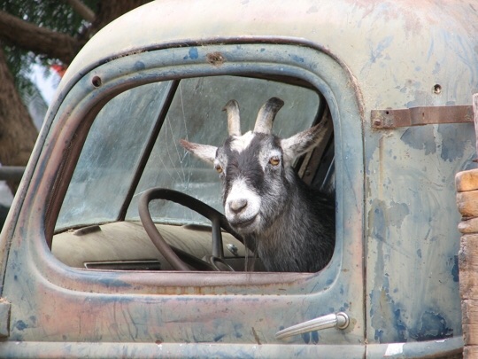 High Quality GoatDriving Blank Meme Template