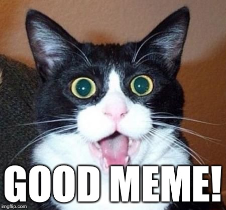 whoa cat | GOOD MEME! | image tagged in whoa cat | made w/ Imgflip meme maker