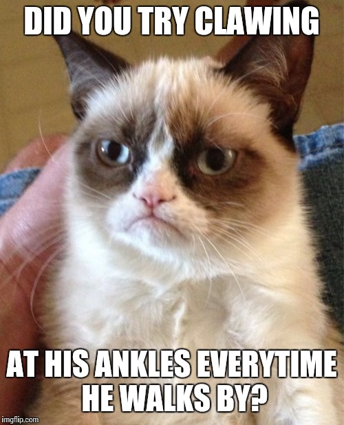 Grumpy Cat Meme | DID YOU TRY CLAWING AT HIS ANKLES EVERYTIME HE WALKS BY? | image tagged in memes,grumpy cat | made w/ Imgflip meme maker