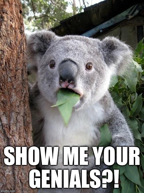 Koala surprised | SHOW ME YOUR GENIALS?! | image tagged in koala surprised | made w/ Imgflip meme maker